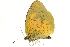  (Eurema brigitta pulchella - AC0283-8033862)  @14 [ ] CreativeCommons - Attribution (2010) Unspecified Centre for Biodiversity Genomics