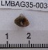  (Calliostoma virescens - LMBAG35-003)  @13 [ ] Unspecified (default): All Rights Reserved  Unspecified Unspecified