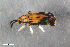  ( - CSE1638)  @11 [ ] CreativeCommons  Attribution Share-Alike (by-sa) 4.0 (2016) Unspecified Zoologisches Forschungsmuseum Alexander Koenig