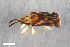  ( - CSE1758)  @11 [ ] CreativeCommons  Attribution Share-Alike (by-sa) 4.0 (2016) Unspecified Zoologisches Forschungsmuseum Alexander Koenig