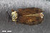  (Stenopodius - CSE2358)  @13 [ ] CreativeCommons  Attribution Share-Alike (by-sa) 4.0 (2017) Unspecified Zoologisches Forschungsmuseum Alexander Koenig