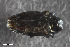  ( - CSE2531.2)  @11 [ ] CreativeCommons  Attribution Share-Alike (by-sa) 4.0 (2017) Unspecified Zoologisches Forschungsmuseum Alexander Koenig