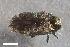  ( - CSE2531)  @11 [ ] CreativeCommons  Attribution Share-Alike (by-sa) 4.0 (2017) Unspecified Zoologisches Forschungsmuseum Alexander Koenig