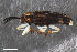  ( - CSE2906)  @11 [ ] CreativeCommons  Attribution Share-Alike (by-sa) 4.0 (2017) Unspecified Zoologisches Forschungsmuseum Alexander Koenig