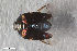  ( - CSE2861.2)  @11 [ ] CreativeCommons  Attribution Share-Alike (by-sa) 4.0 (2017) Unspecified Zoologisches Forschungsmuseum Alexander Koenig