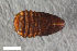  (Glyphuroplata - CSE3400)  @11 [ ] CreativeCommons  Attribution Share-Alike (by-sa) 4.0 (2017) Unspecified Zoologisches Forschungsmuseum Alexander Koenig