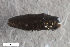  ( - CSE3942.1)  @11 [ ] CreativeCommons  Attribution Share-Alike (by-sa) 4.0 (2017) Unspecified Zoologisches Forschungsmuseum Alexander Koenig