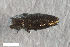  ( - CSE3942.6)  @11 [ ] CreativeCommons  Attribution Share-Alike (by-sa) 4.0 (2017) Unspecified Zoologisches Forschungsmuseum Alexander Koenig
