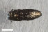  ( - CSE3944.1)  @11 [ ] CreativeCommons  Attribution Share-Alike (by-sa) 4.0 (2017) Unspecified Zoologisches Forschungsmuseum Alexander Koenig