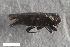  ( - CSE3944.2)  @11 [ ] CreativeCommons  Attribution Share-Alike (by-sa) 4.0 (2017) Unspecified Zoologisches Forschungsmuseum Alexander Koenig