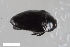  ( - CSE543.1)  @11 [ ] CreativeCommons  Attribution Share-Alike (by-sa) 4.0 (2017) Unspecified Zoologisches Forschungsmuseum Alexander Koenig