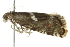  ( - BIOUG01046-D10)  @13 [ ] CreativeCommons - Attribution (2011) CBG Photography Group Centre for Biodiversity Genomics