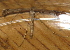  ( - BIOUG01046-E03)  @12 [ ] CreativeCommons - Attribution (2011) CBG Photography Group Centre for Biodiversity Genomics