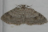  ( - BIOUG01046-F08)  @12 [ ] CreativeCommons - Attribution (2011) CBG Photography Group Centre for Biodiversity Genomics
