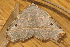  ( - BIOUG01046-G08)  @13 [ ] CreativeCommons - Attribution (2011) CBG Photography Group Centre for Biodiversity Genomics