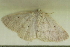  ( - BIOUG01047-A02)  @12 [ ] CreativeCommons - Attribution (2011) CBG Photography Group Centre for Biodiversity Genomics