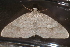  ( - BIOUG01047-A07)  @12 [ ] CreativeCommons - Attribution (2011) CBG Photography Group Centre for Biodiversity Genomics