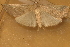  ( - BIOUG01047-D02)  @12 [ ] CreativeCommons - Attribution (2011) CBG Photography Group Centre for Biodiversity Genomics