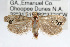  ( - RBMIS-0005)  @11 [ ] CreativeCommons - Attribution (2009) Unspecified Centre for Biodiversity Genomics