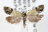  ( - RBMIS-0006)  @12 [ ] CreativeCommons - Attribution (2009) Unspecified Centre for Biodiversity Genomics