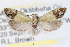  ( - RBMIS-0010)  @12 [ ] CreativeCommons - Attribution (2009) Unspecified Centre for Biodiversity Genomics
