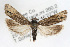  ( - RBMIS-0016)  @13 [ ] CreativeCommons - Attribution (2009) Unspecified Centre for Biodiversity Genomics