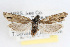  ( - RBMIS-0017)  @12 [ ] CreativeCommons - Attribution (2009) Unspecified Centre for Biodiversity Genomics