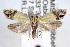  ( - RBMIS-0025)  @11 [ ] CreativeCommons - Attribution (2009) Unspecified Centre for Biodiversity Genomics