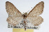  (Lobocleta sp - RBMIS-0034)  @11 [ ] CreativeCommons - Attribution (2009) Unspecified Centre for Biodiversity Genomics