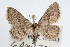  ( - RBMIS-0038)  @14 [ ] CreativeCommons - Attribution (2009) Unspecified Centre for Biodiversity Genomics