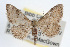 ( - RBMIS-0042)  @14 [ ] CreativeCommons - Attribution (2009) Unspecified Centre for Biodiversity Genomics