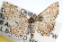  ( - RBMIS-0044)  @14 [ ] CreativeCommons - Attribution (2009) Unspecified Centre for Biodiversity Genomics
