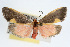  ( - RBMIS-0046)  @14 [ ] CreativeCommons - Attribution (2009) Unspecified Centre for Biodiversity Genomics