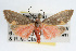  ( - RBMIS-0049)  @14 [ ] CreativeCommons - Attribution (2009) Unspecified Centre for Biodiversity Genomics