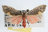  ( - RBMIS-0051)  @13 [ ] CreativeCommons - Attribution (2009) Unspecified Centre for Biodiversity Genomics