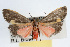  ( - RBMIS-0053)  @13 [ ] CreativeCommons - Attribution (2009) Unspecified Centre for Biodiversity Genomics