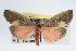  ( - RBMIS-0054)  @13 [ ] CreativeCommons - Attribution (2009) Unspecified Centre for Biodiversity Genomics