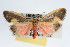  (Cisthene plumbea - RBMIS-0055)  @14 [ ] CreativeCommons - Attribution (2009) Unspecified Centre for Biodiversity Genomics