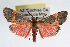  (Cisthene martini - RBMIS-0066)  @15 [ ] CreativeCommons - Attribution (2009) Unspecified Centre for Biodiversity Genomics