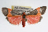  ( - RBMIS-0068)  @14 [ ] CreativeCommons - Attribution (2009) Unspecified Centre for Biodiversity Genomics