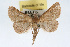  (Hemeroplanis habitalis - RBMIS-0100)  @14 [ ] CreativeCommons - Attribution (2009) Unspecified Centre for Biodiversity Genomics