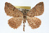  ( - RBMIS-0105)  @11 [ ] CreativeCommons - Attribution (2009) Unspecified Centre for Biodiversity Genomics