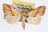  ( - RBMIS-0109)  @11 [ ] CreativeCommons - Attribution (2009) Unspecified Centre for Biodiversity Genomics