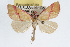  (Phytometra ernestinana - RBMIS-0111)  @15 [ ] CreativeCommons - Attribution (2009) Unspecified Centre for Biodiversity Genomics