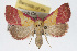  (Phytometra rhodarialis sp. 2 - RBMIS-0113)  @15 [ ] CreativeCommons - Attribution (2009) Unspecified Centre for Biodiversity Genomics