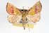  ( - RBMIS-0117)  @15 [ ] CreativeCommons - Attribution (2009) Unspecified Centre for Biodiversity Genomics