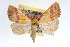  (Phytometra rhodarialis - RBMIS-0118)  @15 [ ] CreativeCommons - Attribution (2009) Unspecified Centre for Biodiversity Genomics