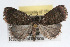  ( - RBMIS-0132)  @15 [ ] CreativeCommons - Attribution (2009) Unspecified Centre for Biodiversity Genomics