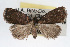  ( - RBMIS-0133)  @15 [ ] CreativeCommons - Attribution (2009) Unspecified Centre for Biodiversity Genomics