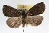  ( - RBMIS-0134)  @15 [ ] CreativeCommons - Attribution (2009) Unspecified Centre for Biodiversity Genomics